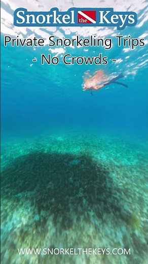 The BEST Snorkeling in the Florida Keys! No Crowds🤿🐠 #shorts