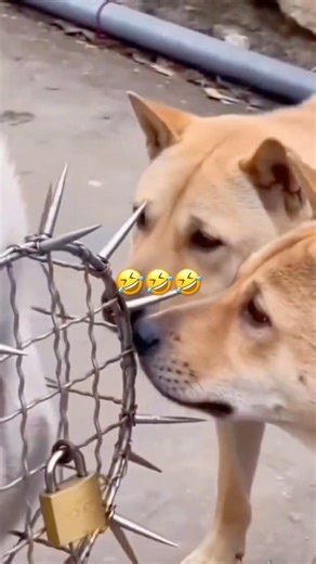 The owner made an anti-wolf artifact for Labrador#dogs#dogshorts #dogslife