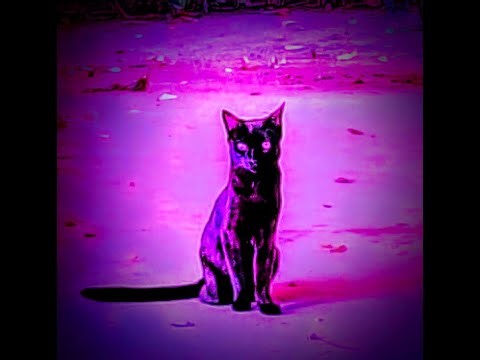 Night Cat Meow - psychedelic noir song with Skippy the 3 legged Cat. Strat Meows begin at :46 528Hz!