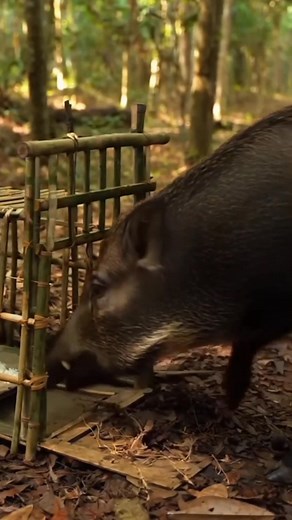 A powerful stone deadfall trap crafted with raw natural materials. Fast, silent, and effective—classic primitive survival engineering in action. #SurvivalSkills #DeadfallTrap #PrimitiveEngineering #SunBoraSurvival #ForestLife #HuntingTrap | Sun Bora Survival