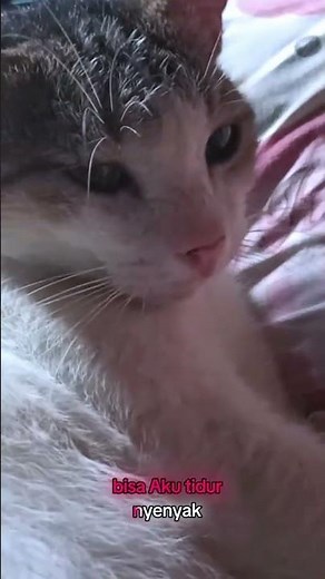 apa kata aluy ya guys #cat #nizamkucinglucu #kucingbelangtiga #kucing #kucinganggoralucudanimut