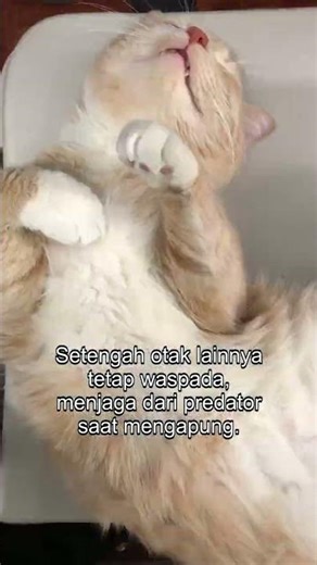 Paus Sperma 'Tidur' Setengah Otak: Awas Predator! | Info Cepat 60