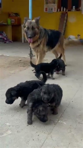 Pet 🐕 lovers 😍 Page 📃 #puppy #pets #pets #cute #labrador #shihtzu #husky #love #goldenretriever