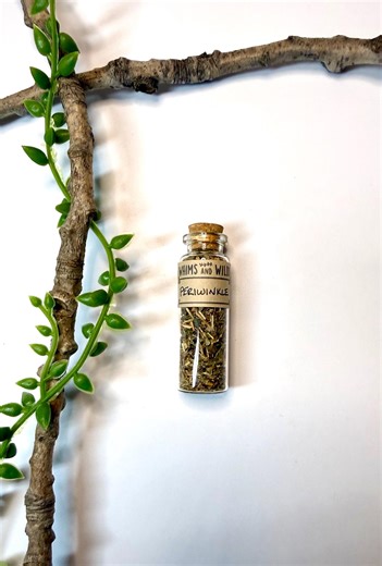 Dried Periwinkle in Glass Vial, Curiosities, Apothecary Herbs, Dried Botanicals - Etsy