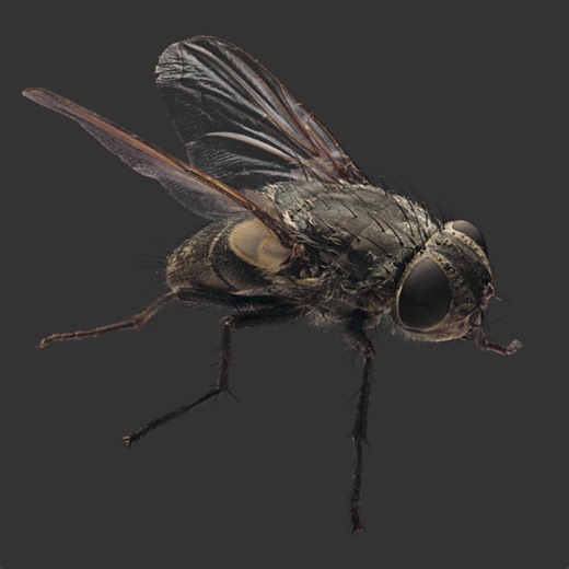 Cluster Fly, Dany Bittel