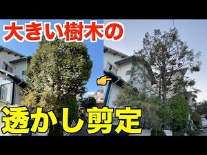 高さ10mヒバの高木を枝抜き剪定してみました【庭師 剪定 高木】