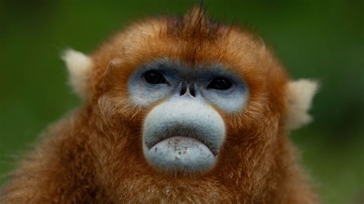 China's rare golden monkeys debut at European zoos, a possible successor to 'panda diplomacy'