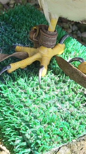 CHILEAN EAGLE-BUZZARD TALONS