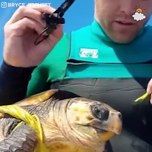 When these divers saw a sea turtle entangled in plastic, they knew exactly what to do. | LittleThings