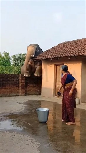 😱 Elephant Attacks Woman Bathing in Courtyard! Shocking Footage 🐘💥