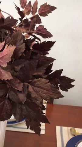 Artificial Cimicifuga Plant Leaf Spray Faux Cimicifuga Stems Artificial Plants Fake Leaves Faux Branchs Fake Leafs Fall Decor Stems for Vases Wedding Garden Holiday Ornaments (3 Pack,21 Inch)