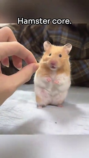 Funny Hamster Compilation - Hilarious Moments Caught on Camera!