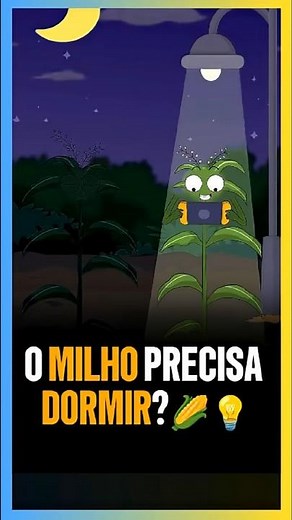 MILHO QUE NÃO DORME, NÃO DÁ FRUTO! 🌽
