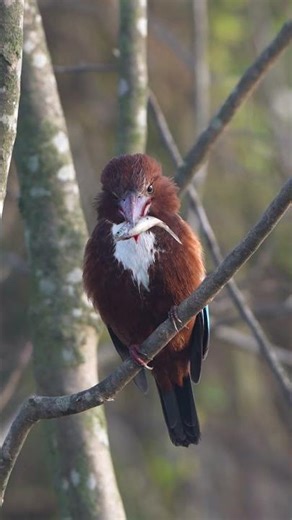 Top 5 birds in Nagdaha 4k video uploaded in Wildlife in Nepal #nagdaha