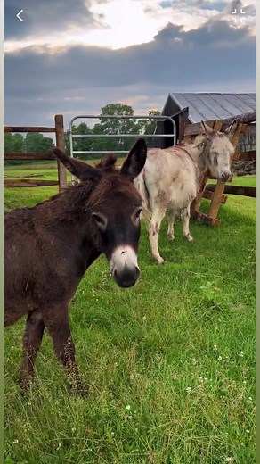I think it’s time for a donkey bath..😅🚿🧼 #donkey #donkeysofinstagram #donkeylove #farmlife | Freedom Farmhouse