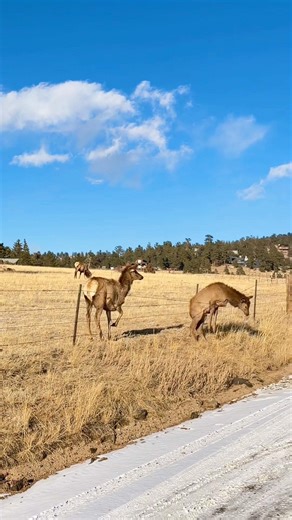 An elk calf missing her jump across a wire fence. 📍Estes Park, Colorado. 🦌
