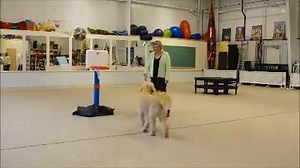 Kaydee has earned her Novice, Intermediate, Advanced and Expert Trick Dog Titles. Congratulations to Kathy & Kaydee they have earned their Trick Dog Champion Title. | The Smartydog Center for Canine Enrichment