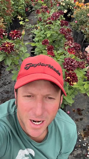 A little garden magic in every petal — the Abracadabra rose. 💫 #roses, #abracadabra, #gardening, #magic | Ludwig's Roses