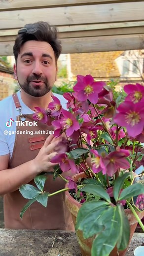 Should You Buy Hellebores This March?