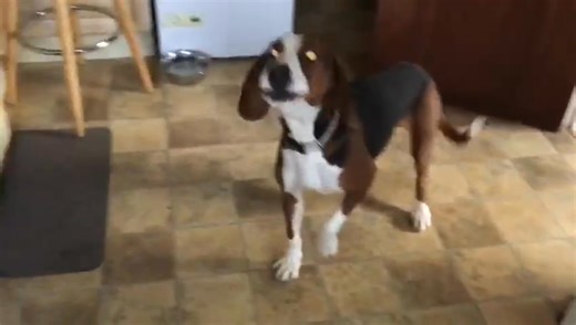 Just For Dogs on Reels