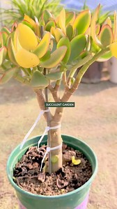 532K views · 5.4K reactions | Pruning and shaping succulents 華#succulents #suculentas | Succulents | Facebook