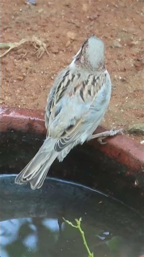 Sparrow Male and Female #bird #birds #birds #birdcall #birdlovers #nature #cutebirds