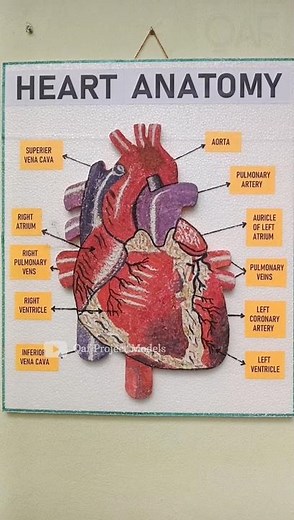 Heart Anatomy model | heart anatomy school project |