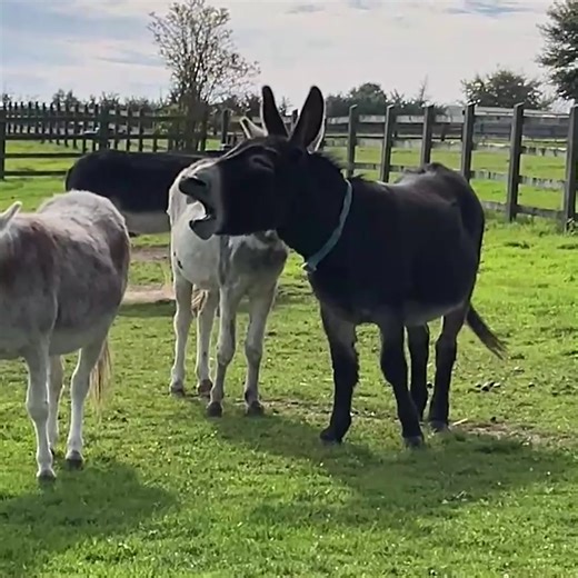 16K views · 701 reactions | A morning yawn with Tornado. 辰 | Adopt A Donkey | Facebook