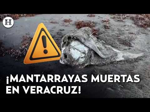 Veracruz coast turned into a tomb! Manta rays die after oil spill