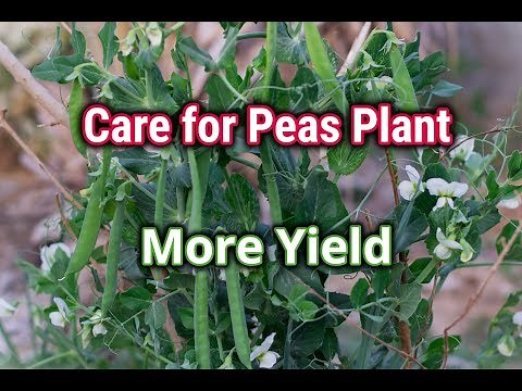 Growing and Caring peas- How to Stake/support peas