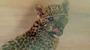 Watch Land of The Arabian Leopard | Prime Video