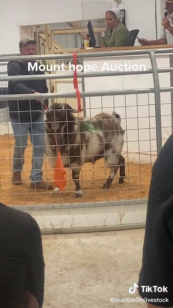 #auction #auctioneer #auctionlife #goats #sheep #amish #mounthope
