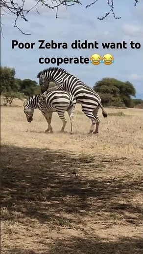 Rare Zebra Mating Moment in the Shadows of Kilimanjaro – Wild Animal Behavior Up Close