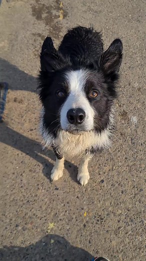 Border Collie Swimming Fun and Training Tips