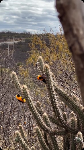 ᴇɴᴄᴀɴᴛᴏs ɴᴏʀᴅᴇsᴛɪɴᴏs 李 on Instagram: "Sofrê, pássaro encantador que se destaca pelas suas cores e seu canto李 . . Como esse pássaro é conhecido na sua região?李 . Foto @zildafariass local:Arizona-afrânio/PE . . . #pernambuco #sertãonordestino #sertaolivre #sitio #passado #nordestino #terreiro #forçadevontade #arretado #osnordestinos #sertanejo"