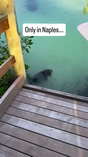 Manatees are one of Florida’s most iconic and beloved marine mammals, and sightings like this are a powerful reminder of why Naples is such a special place to live and visit. This gentle manatee slowly surfaced beside the dock in calm, clear water, completely at ease in its natural habitat. Moments like this are rare, quiet, and unforgettable. Florida manatees, often called sea cows, are known for their slow movements, curious nature, and peaceful behavior. They spend much of their time grazing 
