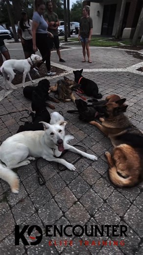 Discipline. Trust. Control. The K9 Encounter isn’t just training—it’s transformation. Build a dog that listens, focuses, and performs with confidence. Join the pack. Set the standard. #thek9encounter #workingdogs #dog #realwork #dogsofinstagram | The K9 Encounter