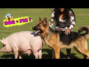 The Hybrid Experiment: Can Love Create a Perfect DOG-PIG? (Part 1)