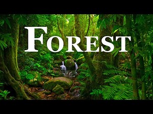 Forest In 4K - The Healing Power Of Nature Sounds | Forest Sounds | Scenic Relaxation Film