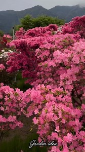 The beauty of Azalea | Garden Idea