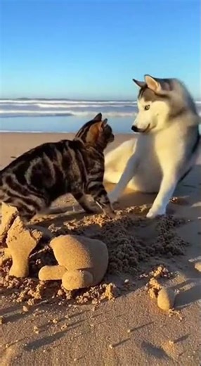 Beach Battle: Cat vs Husky
