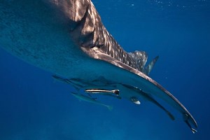 Researchers create a robot that can cling to shark skin underwater