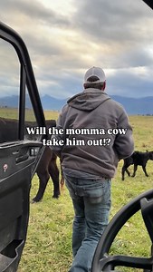 A good momma cow is protective of her new calf… but our mommas also trust him and tagging *usually* goes smoothly! Just watch out for green tag 114 🫣 #fivemarys #calving #m5calvingseason #blackangus #mommacows #beef #americanranchers #eatbeef #shoplocal #supportarancher | Five Marys