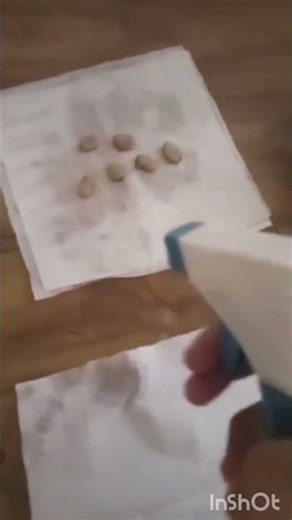 Activity of Germination by my student:Shaza💖grade 5 science