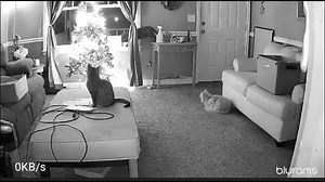 Cat knocks over Christmas tree in Carrollton, Georgia, USA