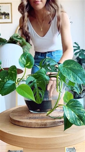 36K views · 1.1K reactions | It’s bottom watering season . In my bowl is my pilea, ficus lyrata, peperomia, sop, monstera and cavoodle 浪 . . . . . . . #bottomwatering #bottomwateringtimelapse #bottomwateringplants #reversewater #plantsofinstagram #monstera #pilea #cacti #melbourneplantclub #petsandplants #cavoodle | Passthatplant | Facebook