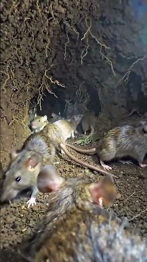 POV Rat Cam Inside a Wild Burrow! 🐭