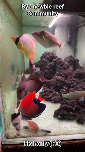 feeding time, saltwater aquarium, fish only saltwater ornamental fish, Coral reef marine tank