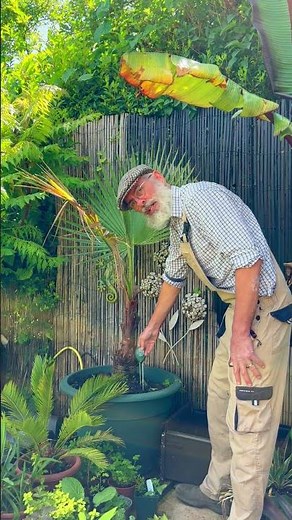 Why Is My Washingtonia Robusta Turning Yellow?