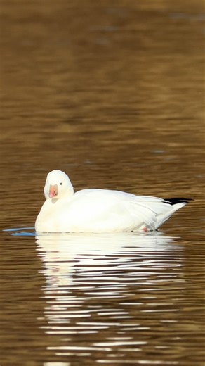 Wings and Feathers on Instagram: "A Ross’s Goose at Lake Fairfax today—easy to spot with its compact size, bright white plumage with black wingtips, and short pink bill. A rare and unexpected visitor in this area, making for a special sighting. . . . . . #rosssgoose #birdsofinstagram #wildlifephotography #naturelovers #instabirds #birdwatching #naturevibes #explorewildlife #naturephotography #viralnature #trendingbirds #birdstagram #naturegram #birdlovers #wildlifeplanet #canon #canonphotography